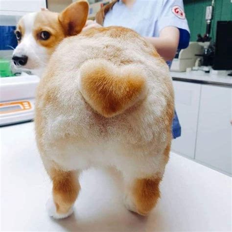 corgi heart butt